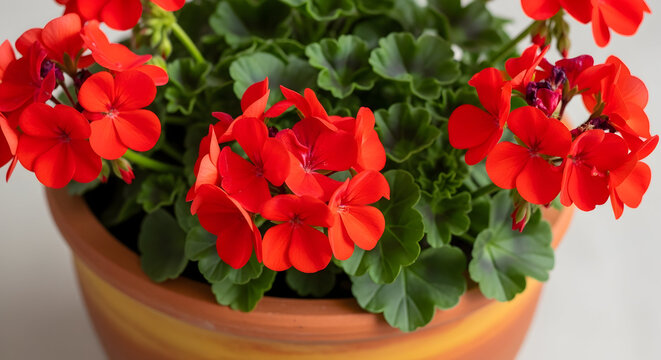 Red Geraniums in a Terracotta Pot