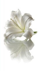 Two White Lily Flowers With Reflection