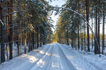 A winter road in a pine forest. A snow-covered forest road.