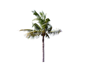 Tall coconut palm tree with green fronds isolated on white background. Ideal for tropical, botanical, and design themes.