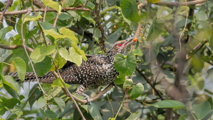 Fototapeta premium Female Asian koel (Eudynamys scolopaceus) feeding small fruits in forest habitat, West Bengal, India. Close-up wildlife image capturing feeding behavior.