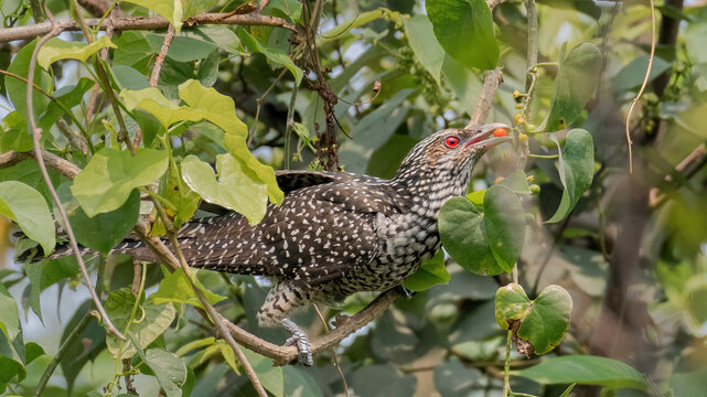 Female Asian koel (Eudynamys scolopaceus) feeding  small fruits in forest habitat, West Bengal, India. Close-up wildlife image capturing feeding behavior.