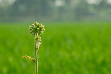 Terminal cluster of tight small, yellow flower buds on a green bg