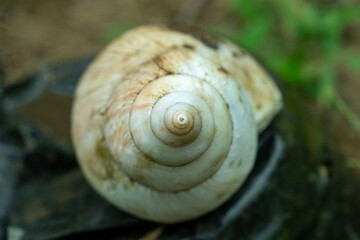 The apex of a terrestrial snails exoskeleton, Pale off white, coiled