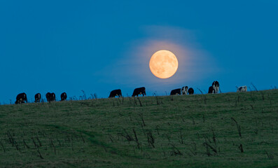 Cattle graze near Priddy Nine Barrows in the Mendip Hills, Somerset. Dusk light, full moon rising