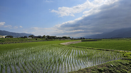 Vast water rice fields green mountains the Hualien–Taitung road trip, sunlight, gentle breeze, peaceful freedom riding open countryside landscapes at Mr. Brown Avenue in Chishang, Taitung, Taiwan