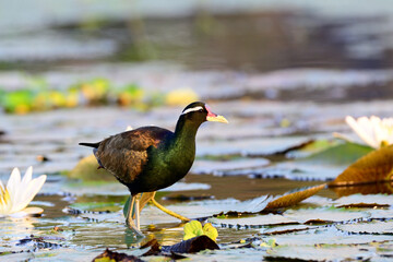 bronze-winged jacana, Metopidius indicus, foraging on lilies and floating aquatic vegetation
