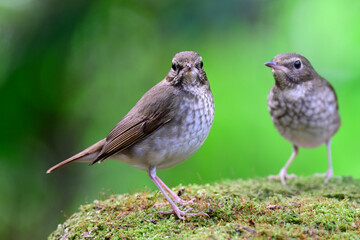 brown to grey birds mirroring each other while perching on mossy spot, rufous-tailed robin, Larvivora sibilans