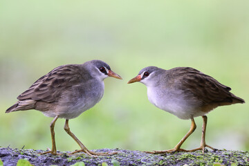 White-browed Crake, Poliolimnas cinereus, beautiful gray birds with white belly to chest and chin staring up on dirt hill