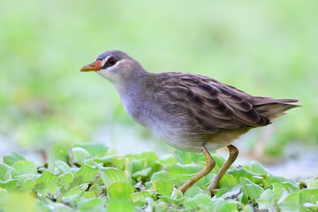 Poliolimnas cinereus, beautiful gray bird with white belly to chest and chin and up to its brow walking on floating plants, White-browed Crake
