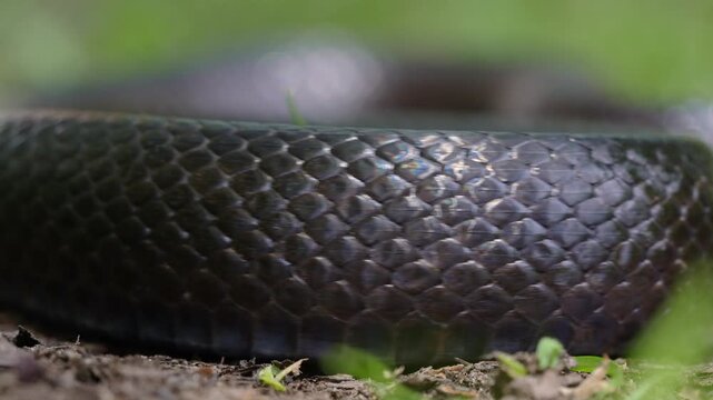 Black snake scales. Detail of snakeskin scales. Macro close-up scaly snake skin. Leathery snake texture. Slithering close up. Black snake crawling. Snakes in motion. Creeping reptile.