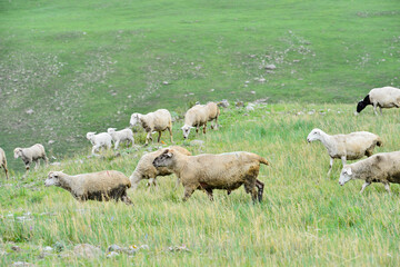The sheep of the grasslands