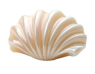 Smooth White Shell with Curved Edges on White Background