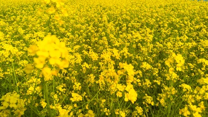 Fototapete Gelb Vibrant Yellow Mustard Field  Blooming Agricultural Landscape  © GraphicsLetters