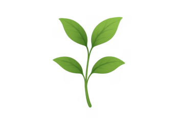 Green plant sapling with fresh leaves on transparent background