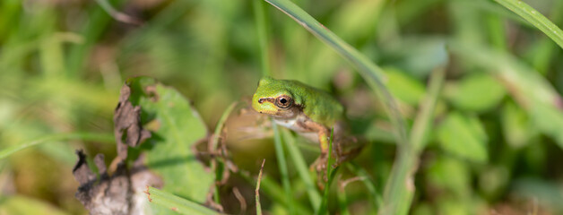 カエルをマクロレンズで撮影	