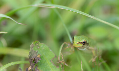 カエルをマクロレンズで撮影	