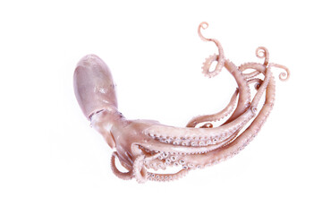 Octopus on a white background