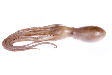 Obraz premium Octopus on a white background