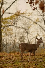 Deer in the woods