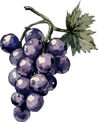 Watercolor Grape Vector illustration. Grapes in Hand-drawn Watercolor Style for Print or Card, Food and Drinks, Menu Design