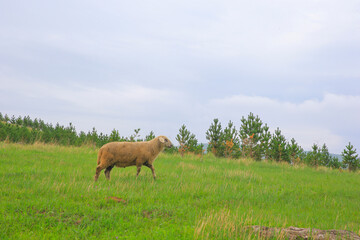 Fototapeta premium The sheep of the grasslands