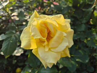 yellow rose in garden