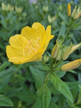close up of yellow flower golden evening primrose sundrop