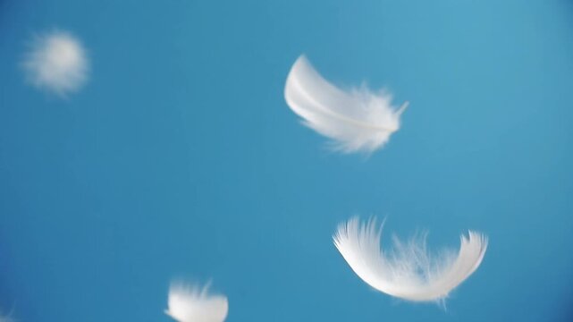 舞い落ちるふわふわの羽