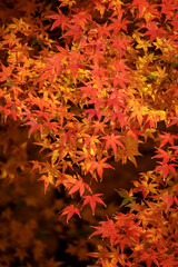 A gentle breeze moves through the bright red maple leaves, enhancing the autumn charm