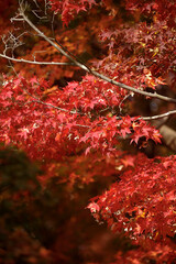 Branches filled with bright red maple leaves create a striking contrast against the sky