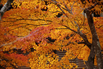 Bright red maple leaves breathtaking scene that celebrates the beauty of fall