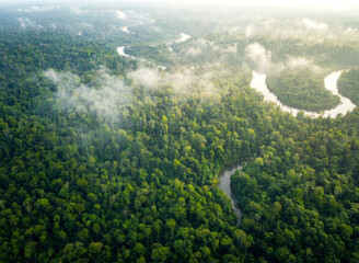 Fototapeta premium Serene Misty Tropical Rainforest Landscape