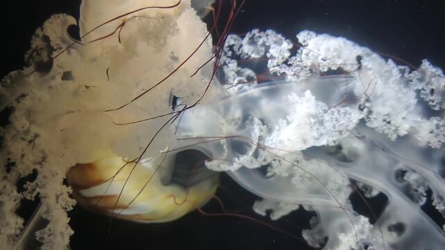 Chrysaora Plocamiain Jelly Fish at City Aquarium in Kagoshima, Japan.
