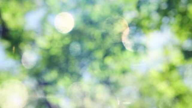 春・夏　キラキラ光り輝く　さわやかな森の木の葉新緑の光の丸ボケ　自然の背景　アウトドア・太陽の日差し