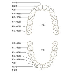 歯の名称　歯列 © koti