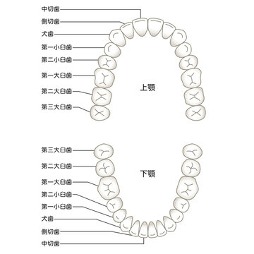 歯の名称　歯列
