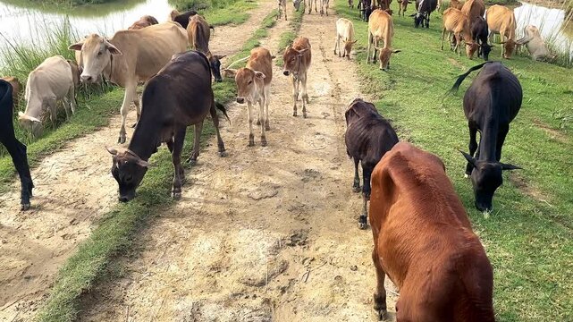 Cows grazing peacefully on rural path in the countryside of Bangladesh.