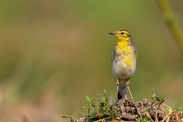 A beautiful close-up view of a Citrine wagtail (Motacilla citreola), the bird is sitting in a blurred background. West Bengal, India
