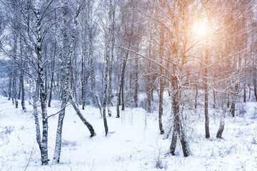 Birch grove after a snowfall on a winter cloudy day. Birch branches covered with snow.