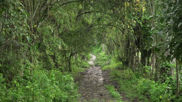 Lush green muddy hiking trail in a forested rainforest Salto de las Monjas Colombia