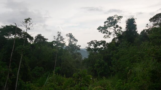 Lush dense tropical rainforest dark green nature foliage forest trail Colombia Salto de las Monjas