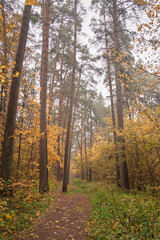 Forest path in autumn through tall pines and maple trees with golden yellow foliage. Natural beauty and tranquility perfect for background image and travel concept. Golden autumn.