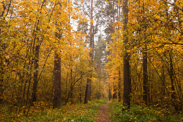 Forest path in autumn through tall pines and maple trees with golden yellow foliage. Natural beauty and tranquility perfect for background image and travel concept. Golden autumn.