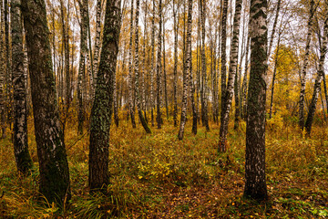 Autumn forest with tall birch tree trunks and fallen yellow leaves on the ground. Natural seasonal scenery, nature background.