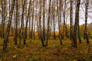 Autumn forest with tall birch tree trunks and fallen yellow leaves on the ground. Natural seasonal scenery, nature background.