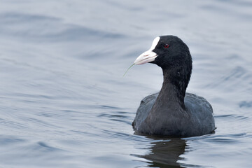 A beautiful picture of an Eurasian coot or Common Coot (Fulica atra) at Keoladeo National Park, Bharatpur, Rajasthan, India