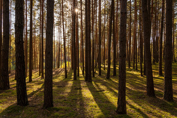 Sunrise or sunset in tall pine forest with long shadows on mossy ground. Nature landscape for tranquility and wilderness. Natural scenic view for wallpaper design.