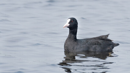 A beautiful picture of an Eurasian coot or Common Coot (Fulica atra) at Keoladeo National Park, Bharatpur, Rajasthan, India