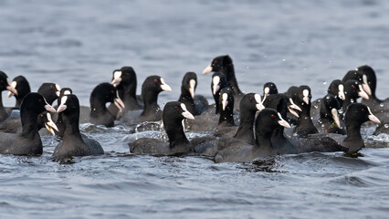 A group of Eurasian coot or Common Coot (Fulica atra) at Keoladeo National Park, Bharatpur,...